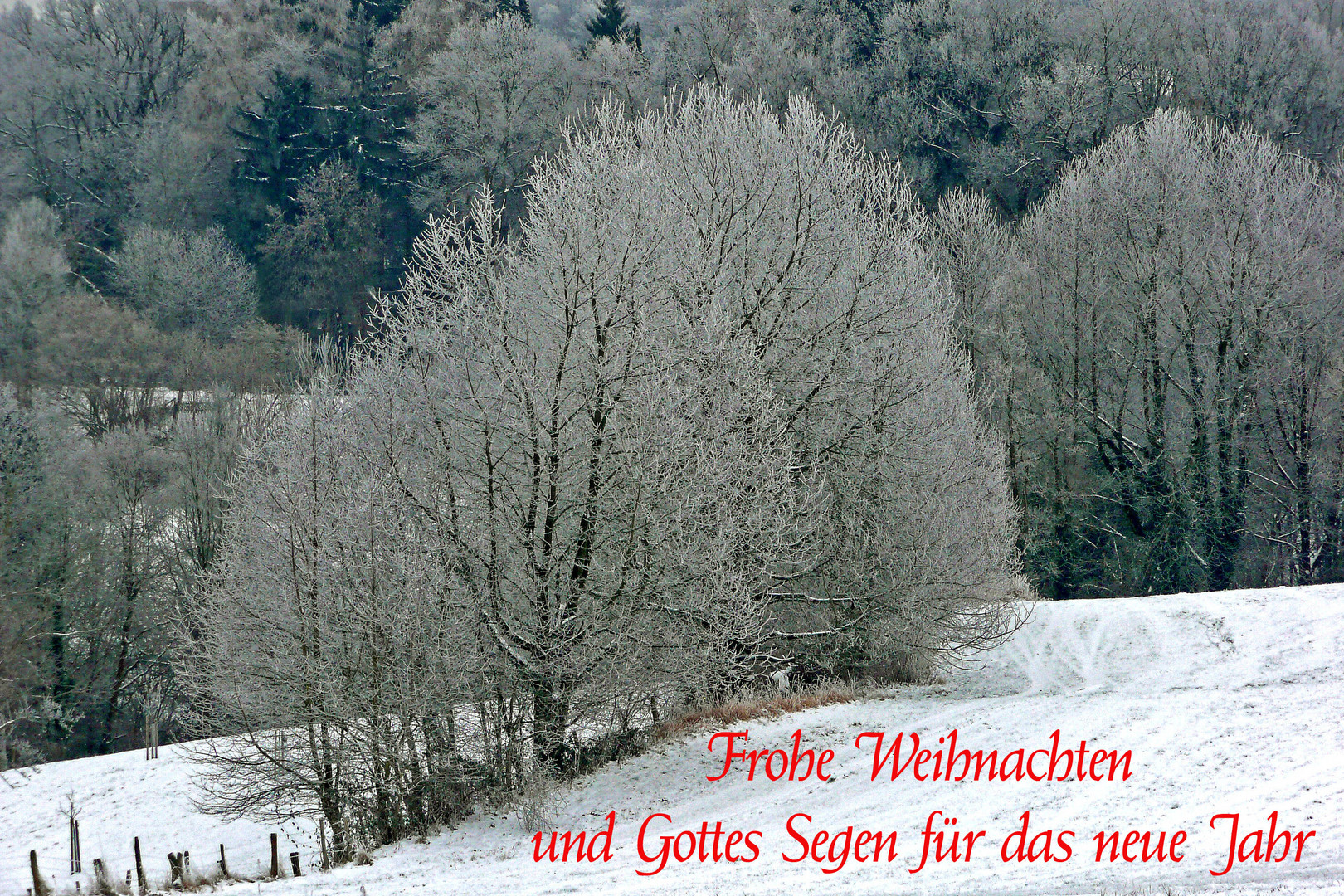 Weihnachtsgrüße