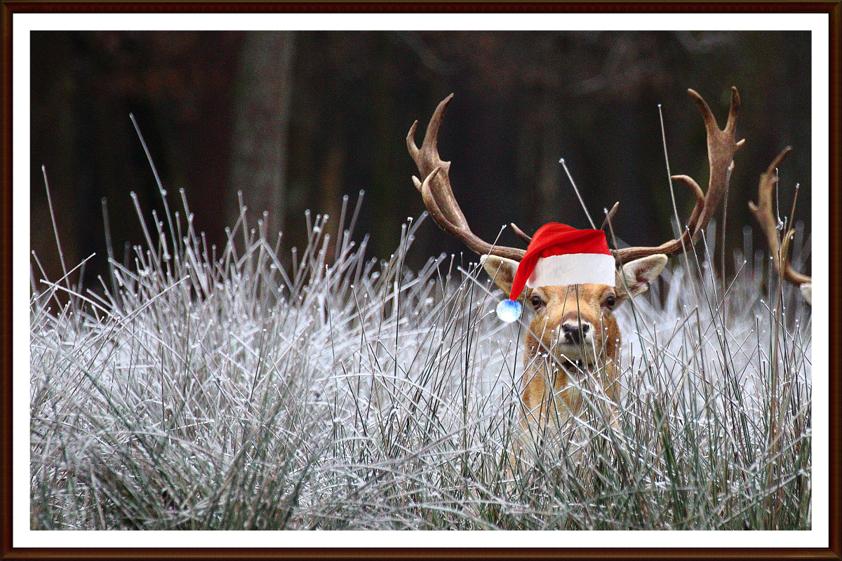 Weihnachtsgrüße aus dem Damwildgehege