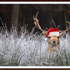 Weihnachtsgrüße aus dem Damwildgehege