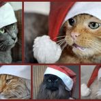 Weihnachtsgrüße aus der katzenstube