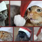 Weihnachtsgrüße aus der katzenstube