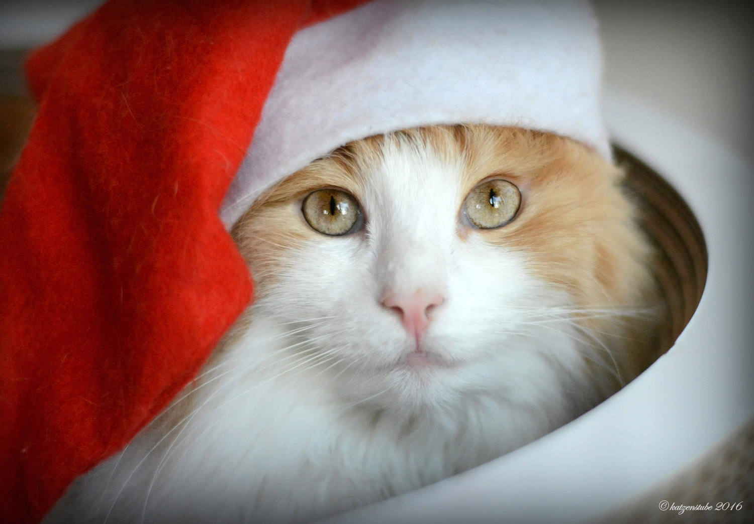 Weihnachtsgrüße aus der katzenstube Foto &amp; Bild | weihnachten, natur