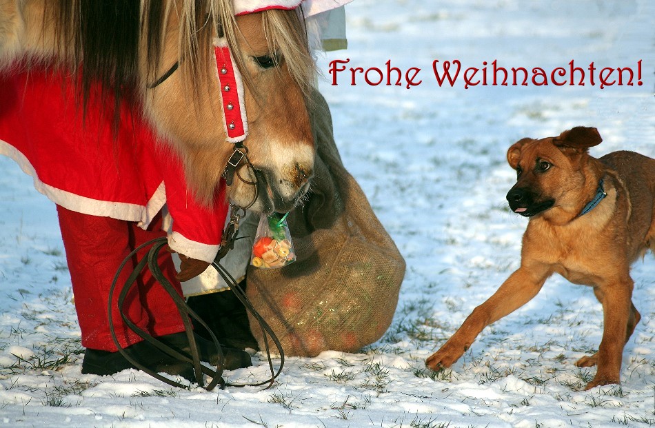 Weihnachtsgrüße Foto & Bild tiere, haustiere, hunde Bilder auf