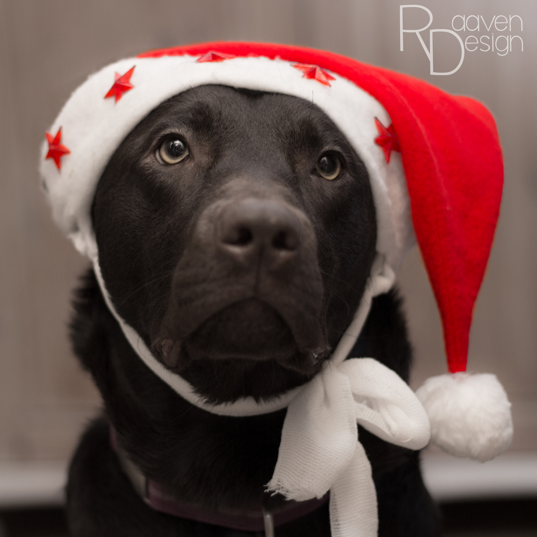 Weihnachtsgrüße Foto & Bild tiere, haustiere, hunde Bilder auf