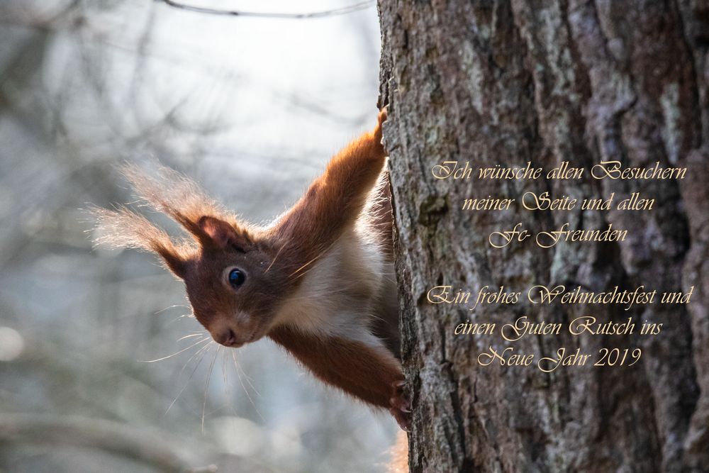 Weihnachtsgrüße Foto & Bild weihnachten, nature, eichhörnchen Bilder