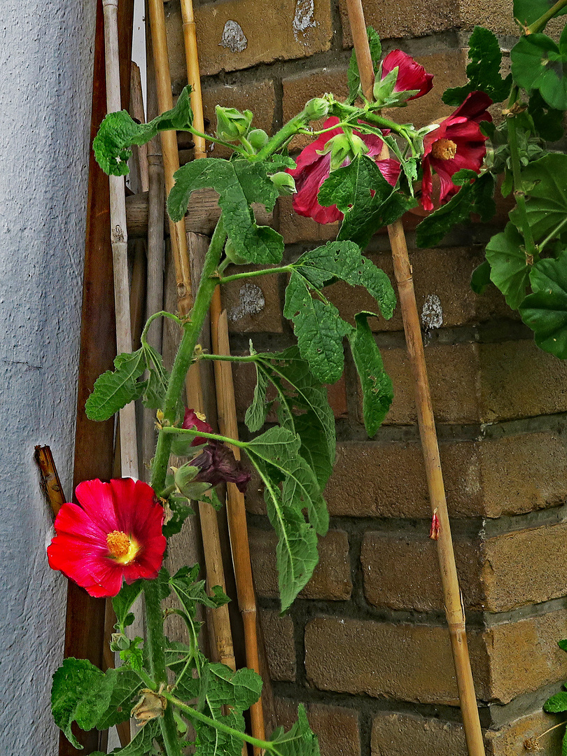 Weihnachtsgrüße mit Stockrosen