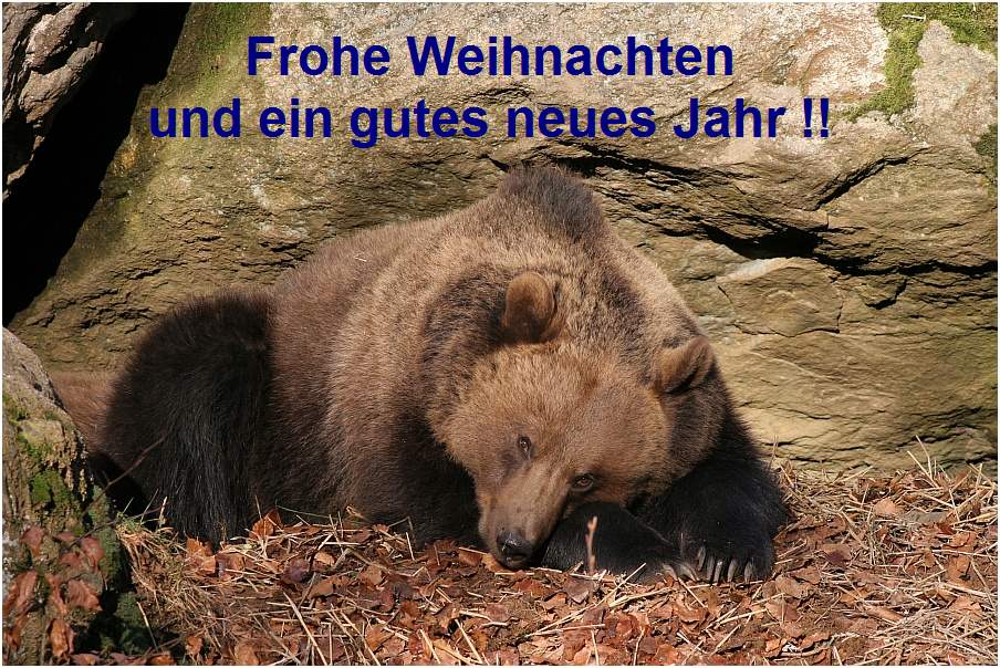 Weihnachtsgrüsse vom Nationalpark Bär !! (BY)