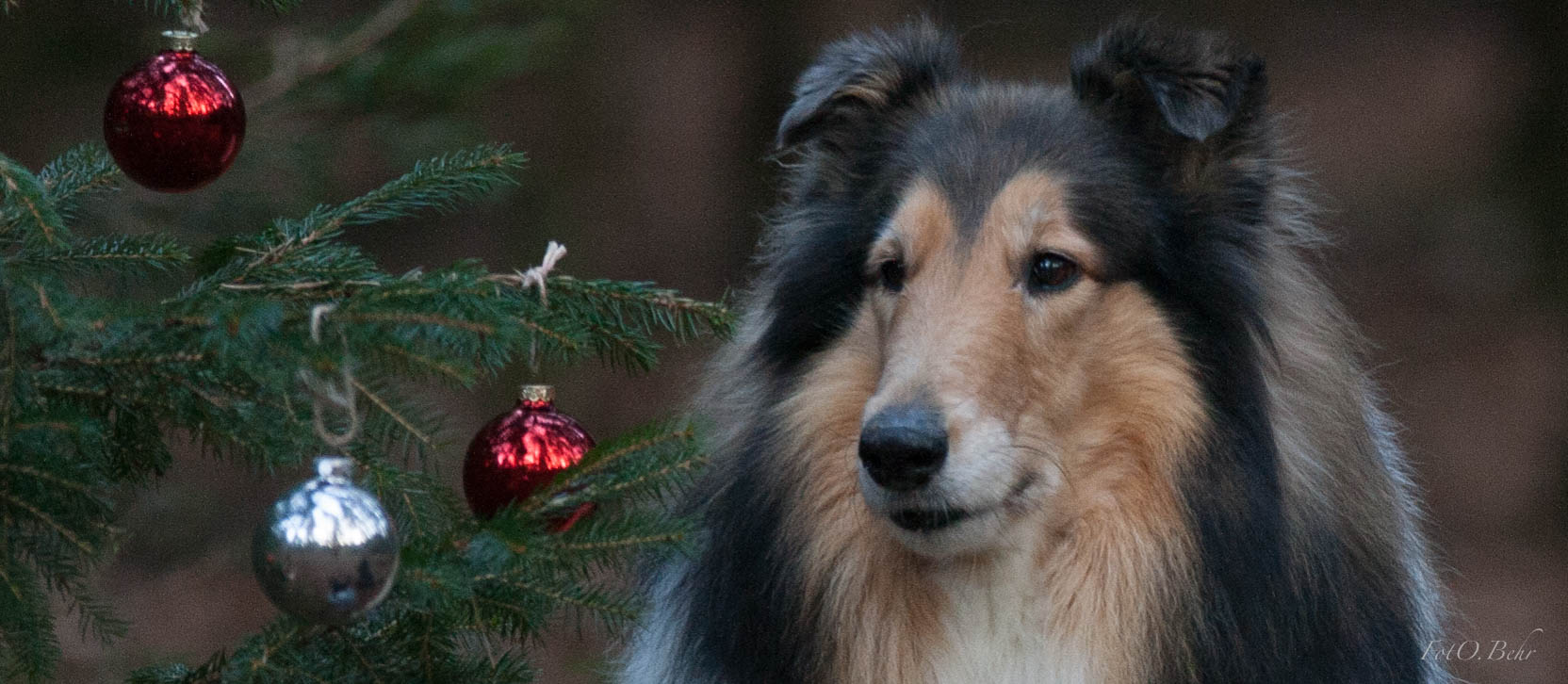 Weihnachtsgrüße von Meggi...