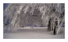 Weihnachtsgruß