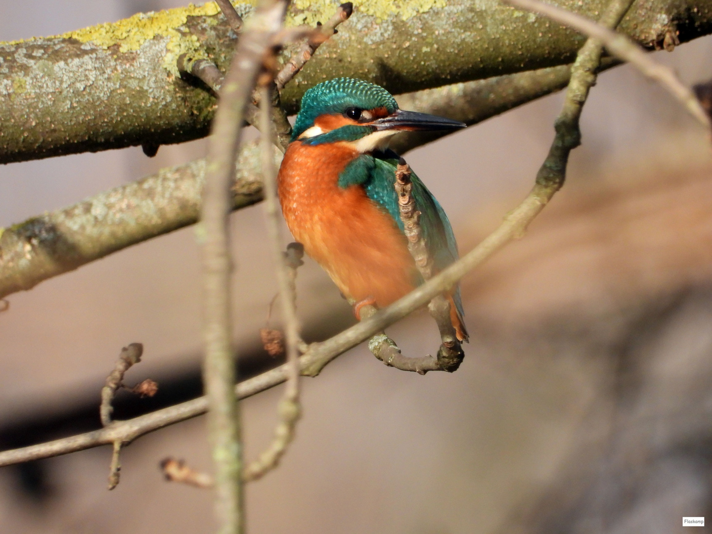 Weihnachtsgruß.... Foto & Bild | tiere, wildlife, wild lebende