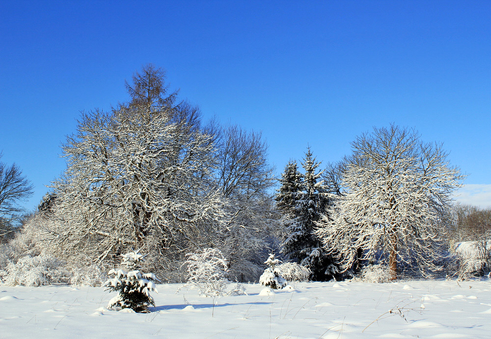 - Weihnachtsgruß! -