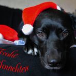 Weihnachtsgruss an alle Fellnasen