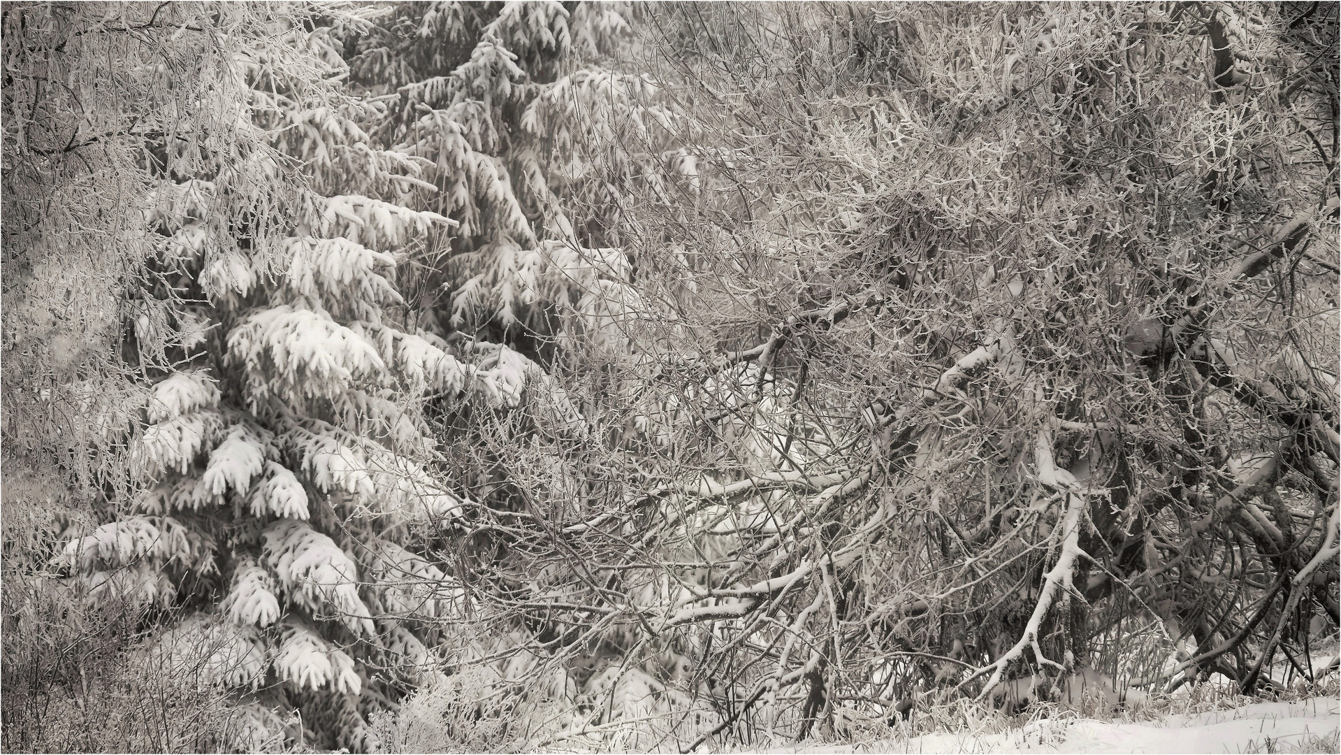 Weihnachtsgruß aus dem Schwarzwald