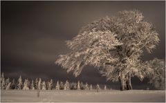 Weihnachtsgruß