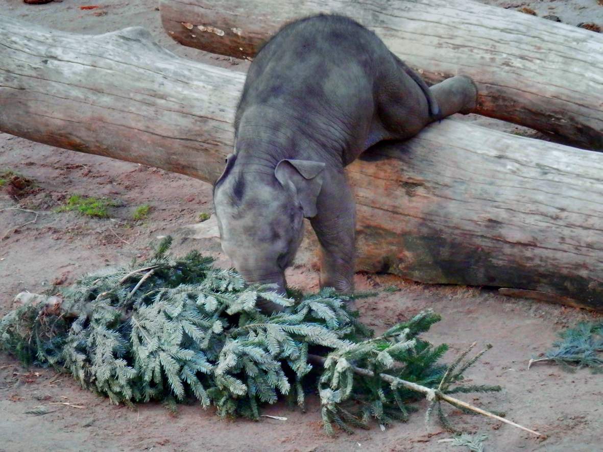 Weihnachtsgymnastik