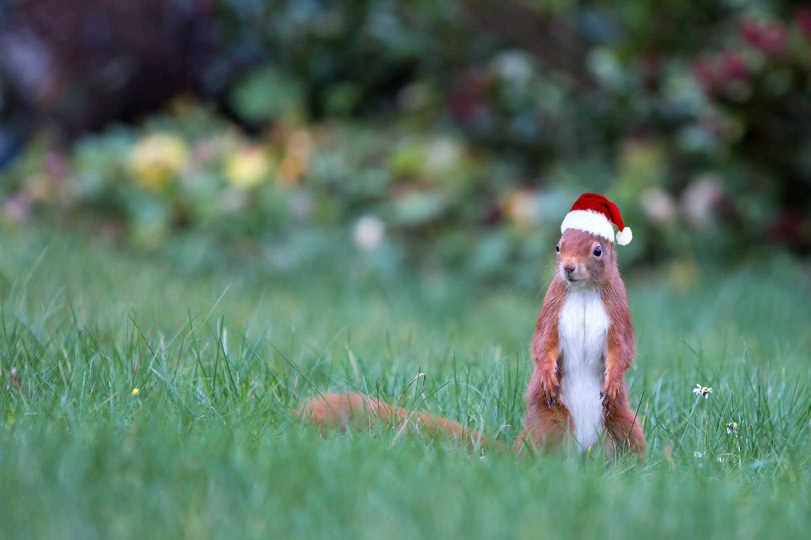 WEIHNACHTSHÖRNCHEN