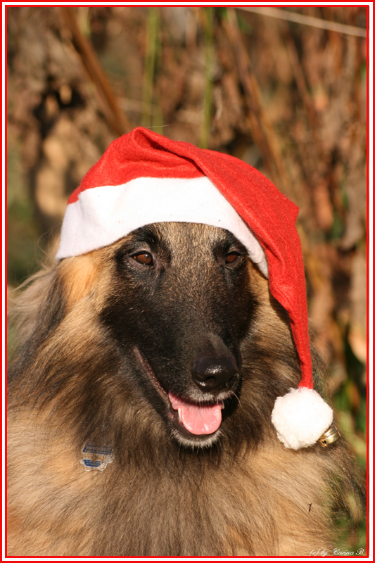 Weihnachtshund