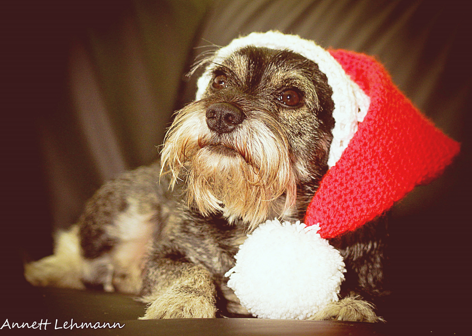 Weihnachtshund