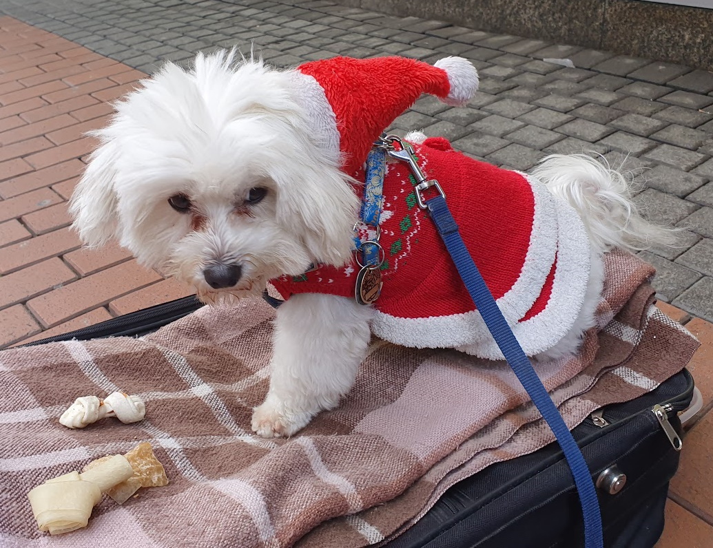 Weihnachtshund frohe Weihnachten