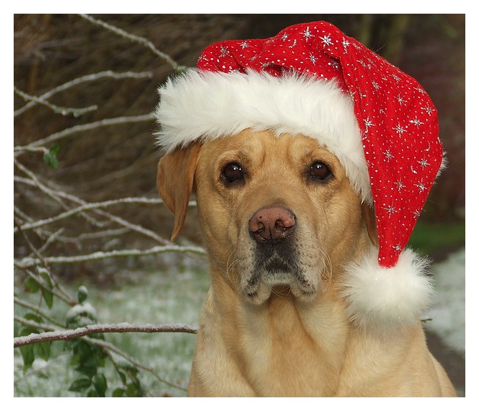 Weihnachtshund Lupus