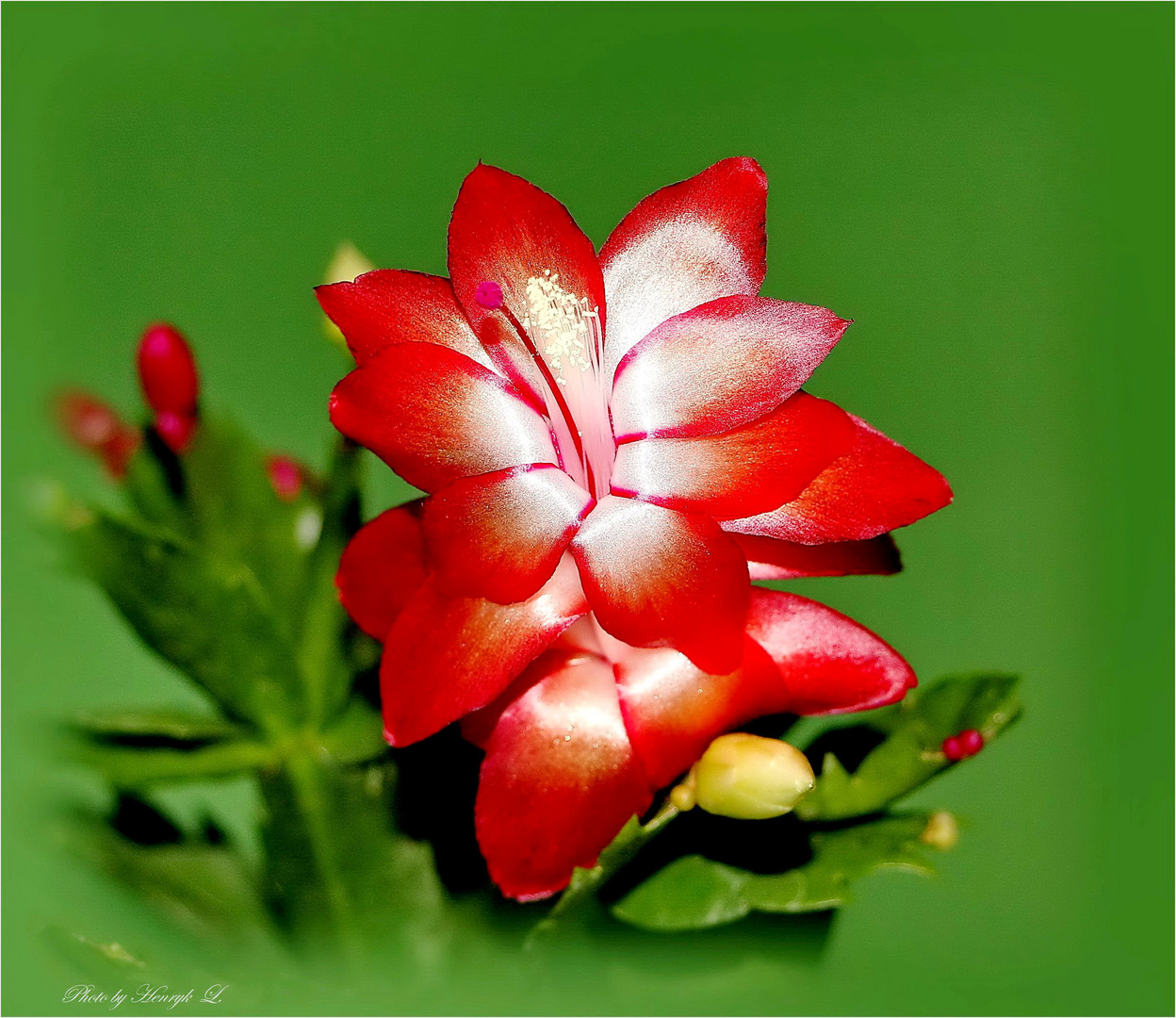 Weihnachtskaktus Blüte