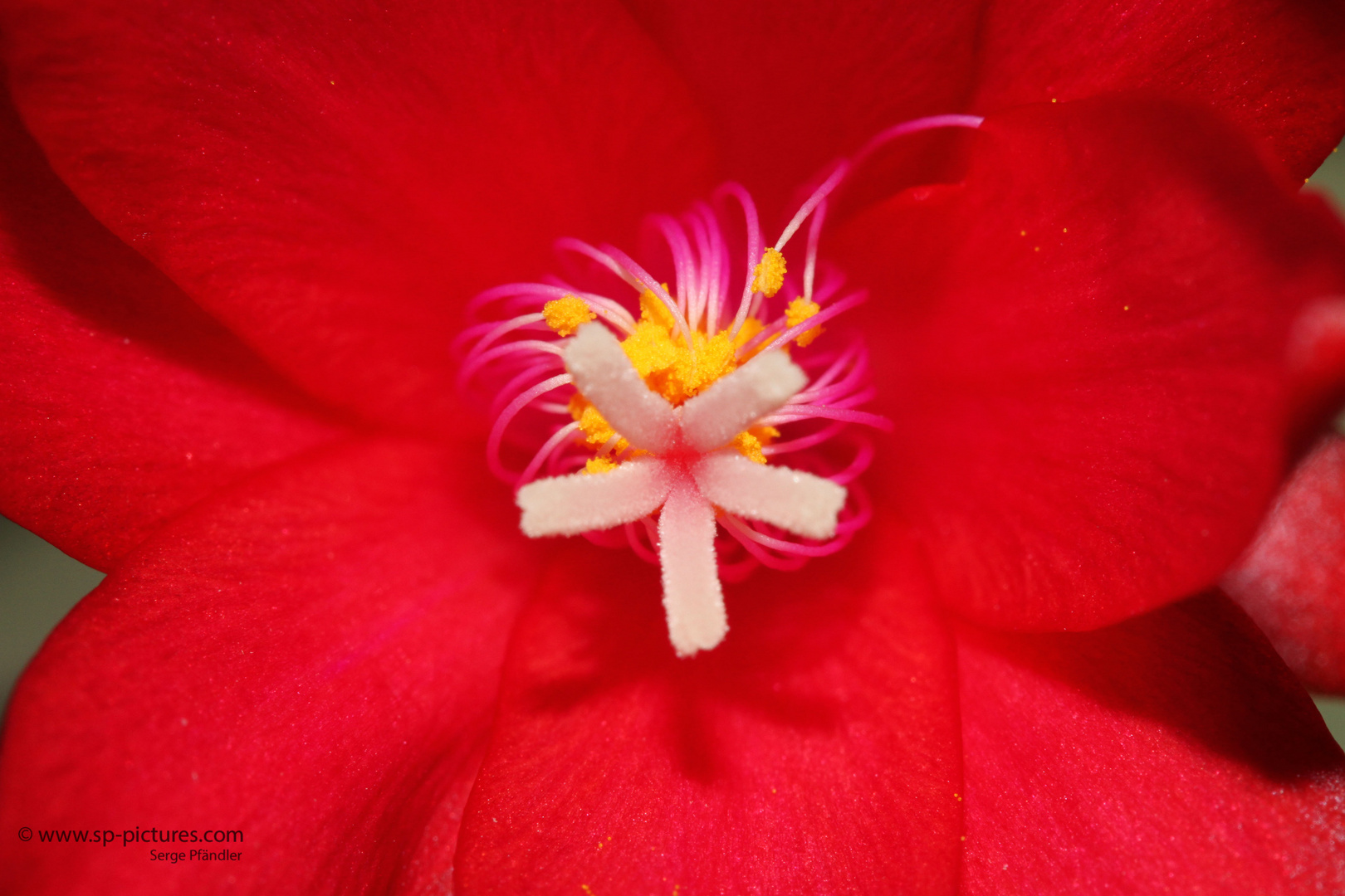 Weihnachtskaktus, das Innenleben der Blüte