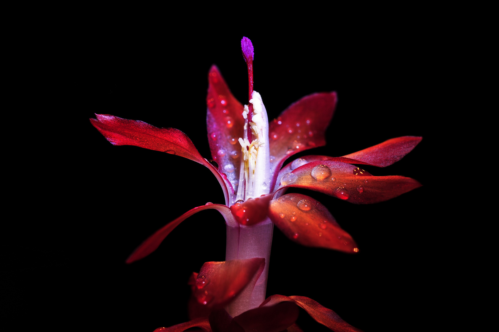 Weihnachtskaktus mit Blüte in DFF