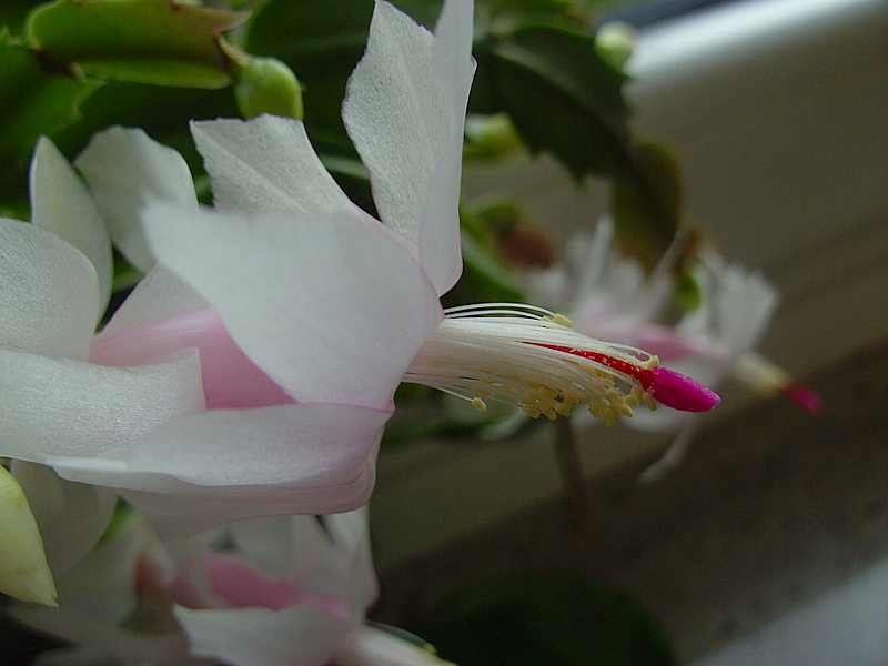 Weihnachtskaktus - Schlumbergera