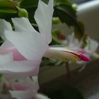 Weihnachtskaktus - Schlumbergera