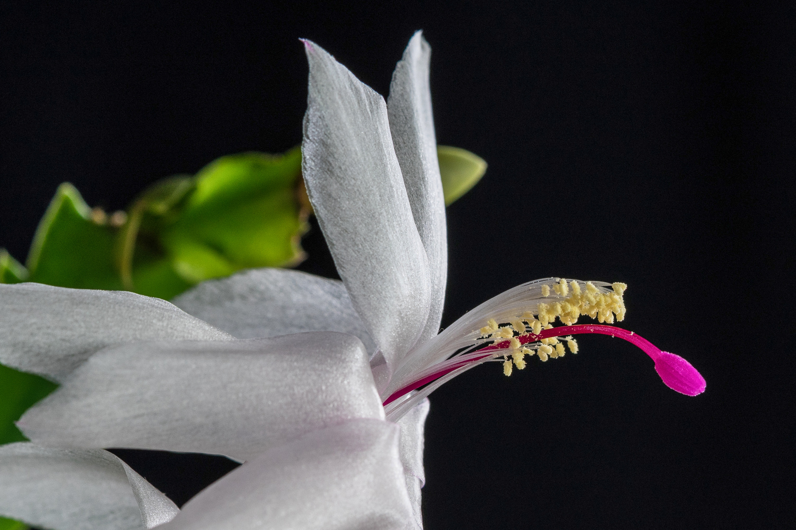 Weihnachtskaktus (Schlumbergera)