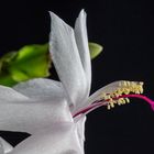 Weihnachtskaktus (Schlumbergera)