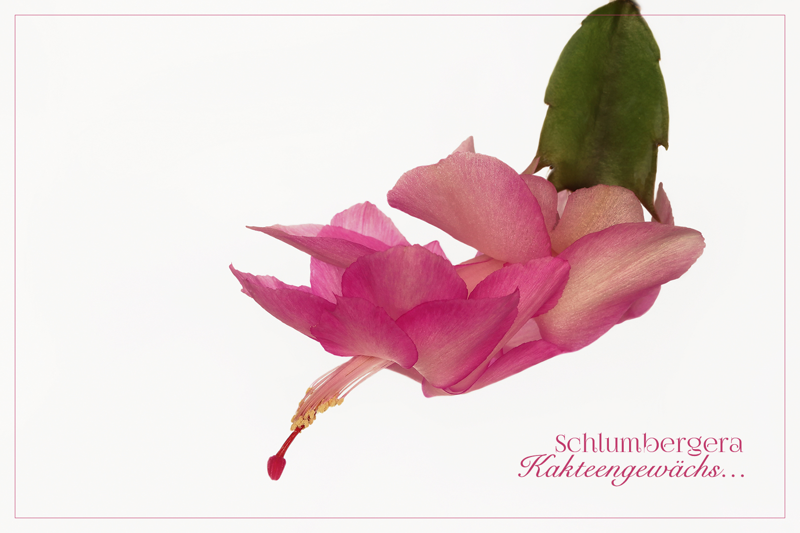 Weihnachtskaktus ~ Schlumbergera....