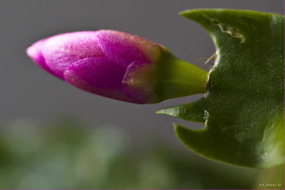 Weihnachtskaktus (Schlumbergera)