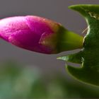 Weihnachtskaktus (Schlumbergera)