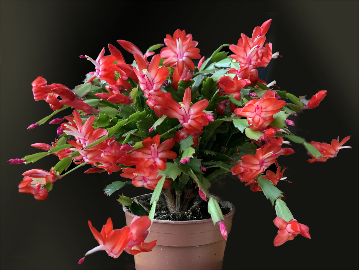 Weihnachtskaktus - Schlumbergera 