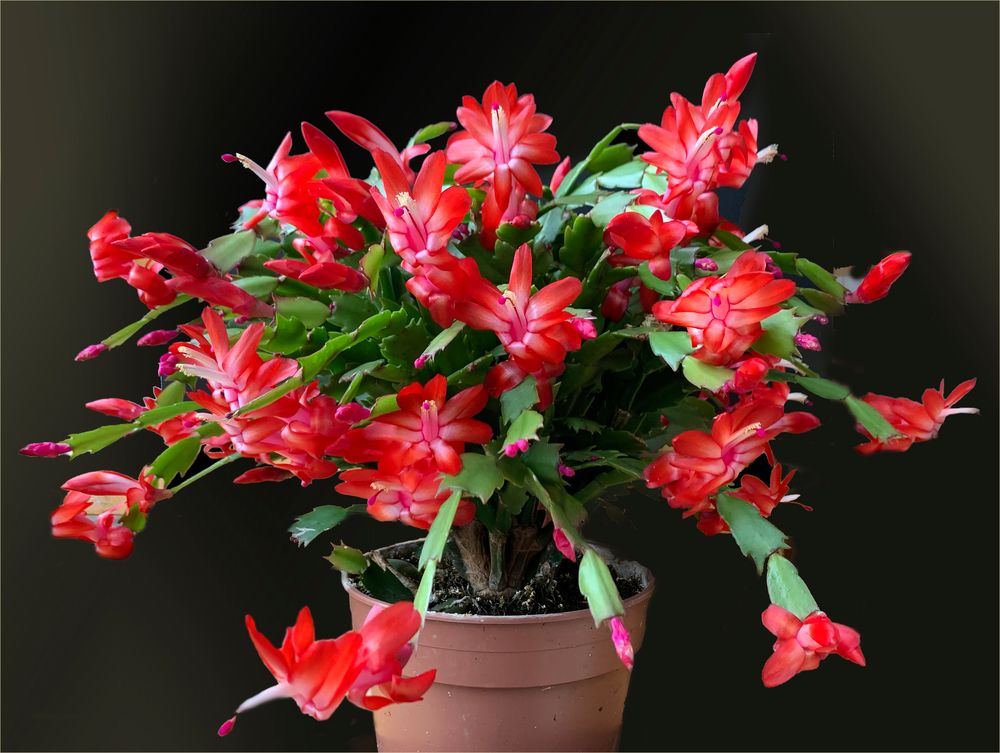 Weihnachtskaktus - Schlumbergera 