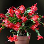 Weihnachtskaktus - Schlumbergera 