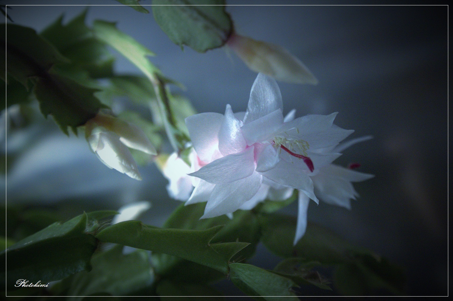 Weihnachtskaktus (Schlumbergera)