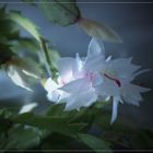 Weihnachtskaktus (Schlumbergera)