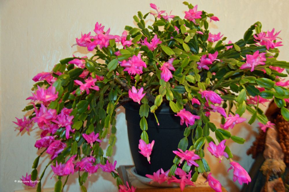 Weihnachtskaktus (Schlumbergera)