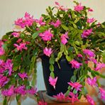 Weihnachtskaktus (Schlumbergera)