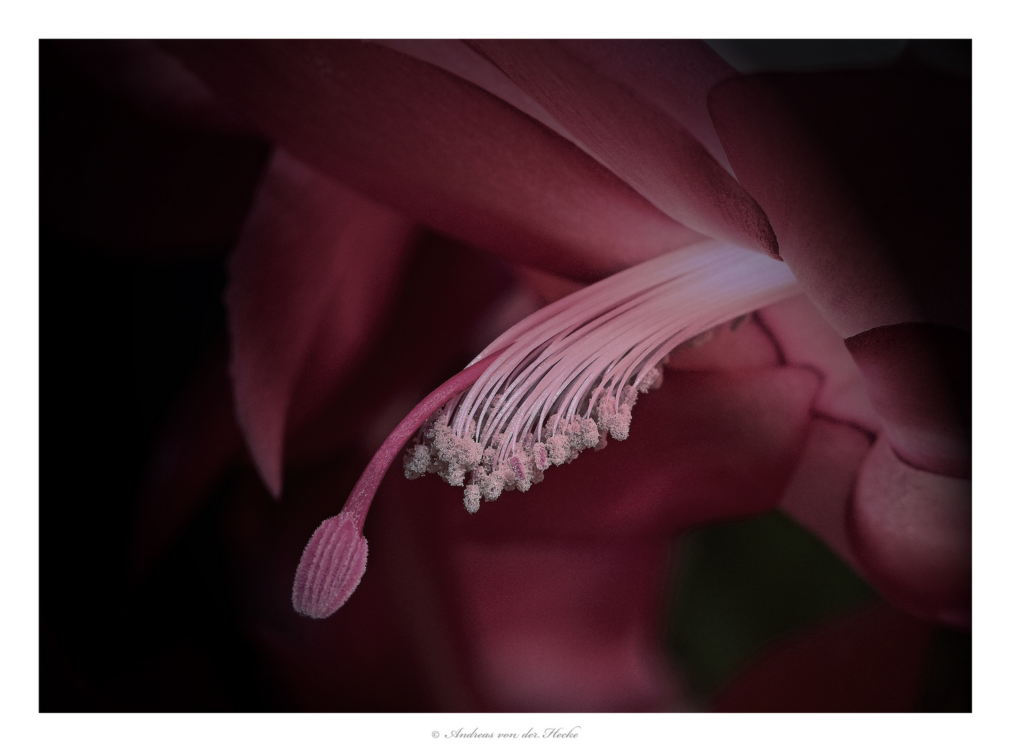 Weihnachtskaktus (Schlumbergera)