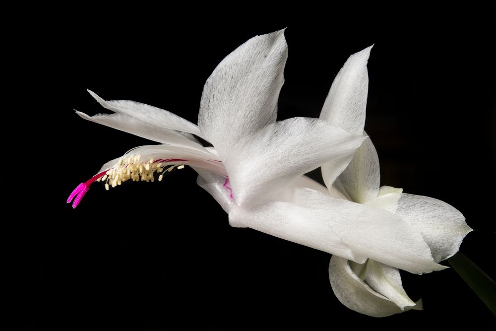 Weihnachtskaktus (Schlumbergera-Hybride)