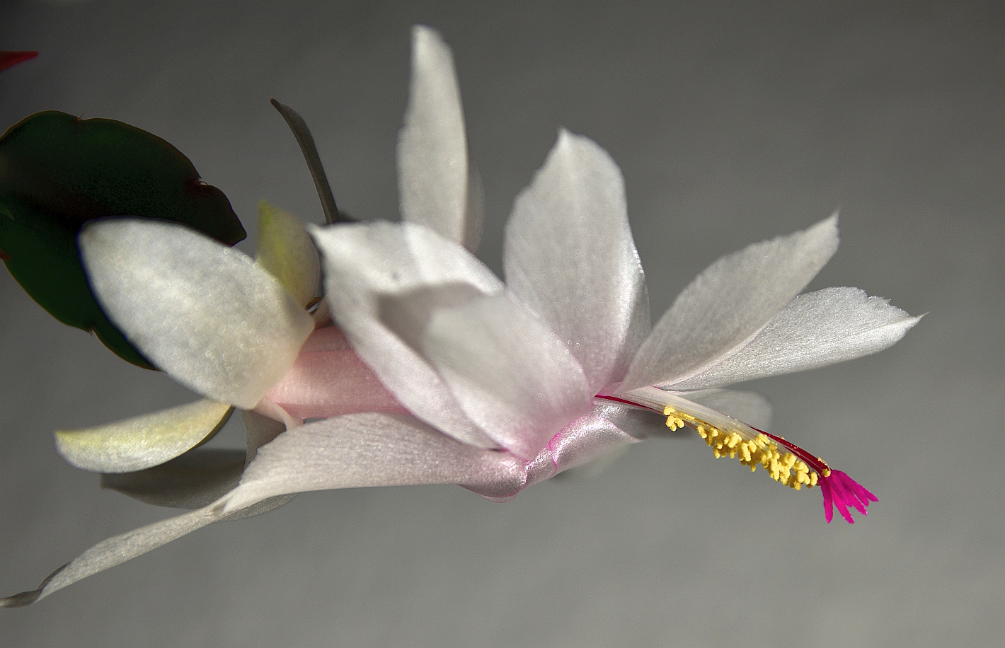 Weihnachtskaktus (Schlumbergera), Schlumbergera