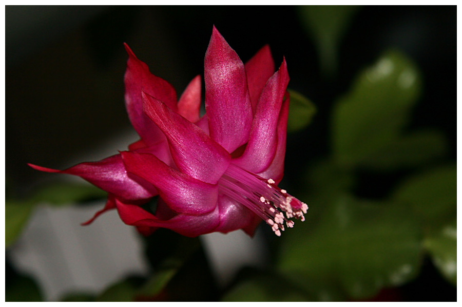 Weihnachtskaktus (Schlumbergera truncata)