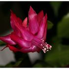 Weihnachtskaktus (Schlumbergera truncata)