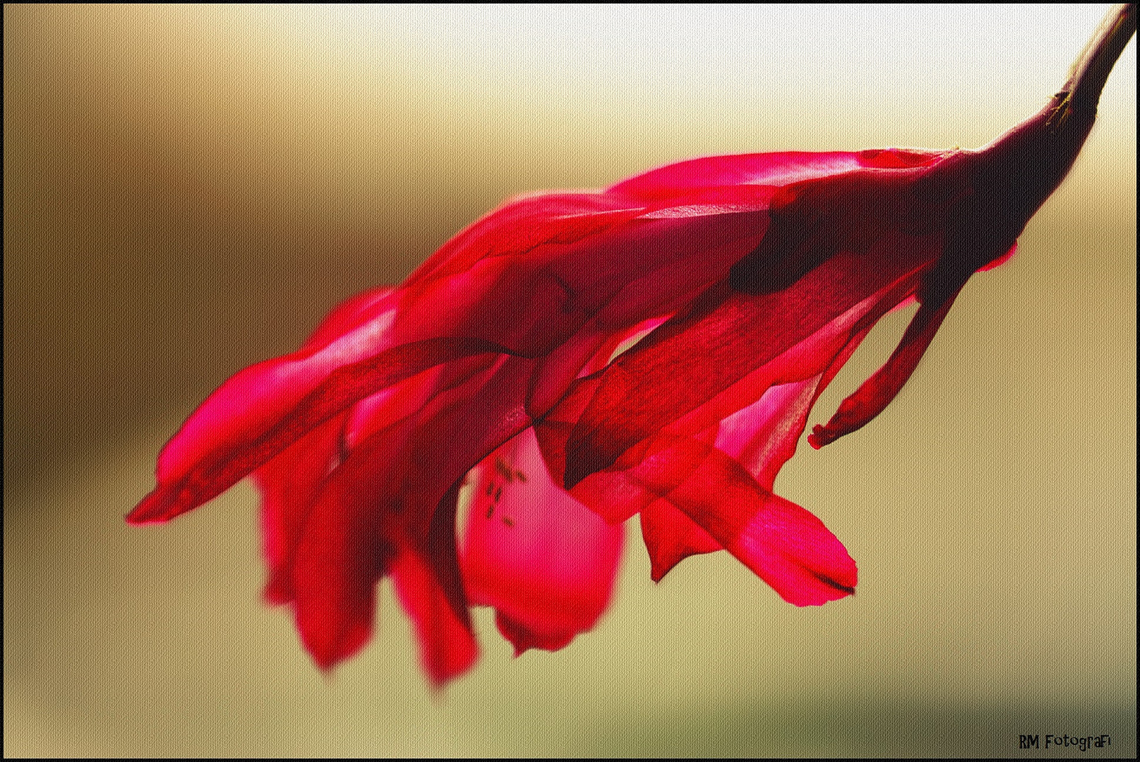 WeihnachtskaktusBlüte