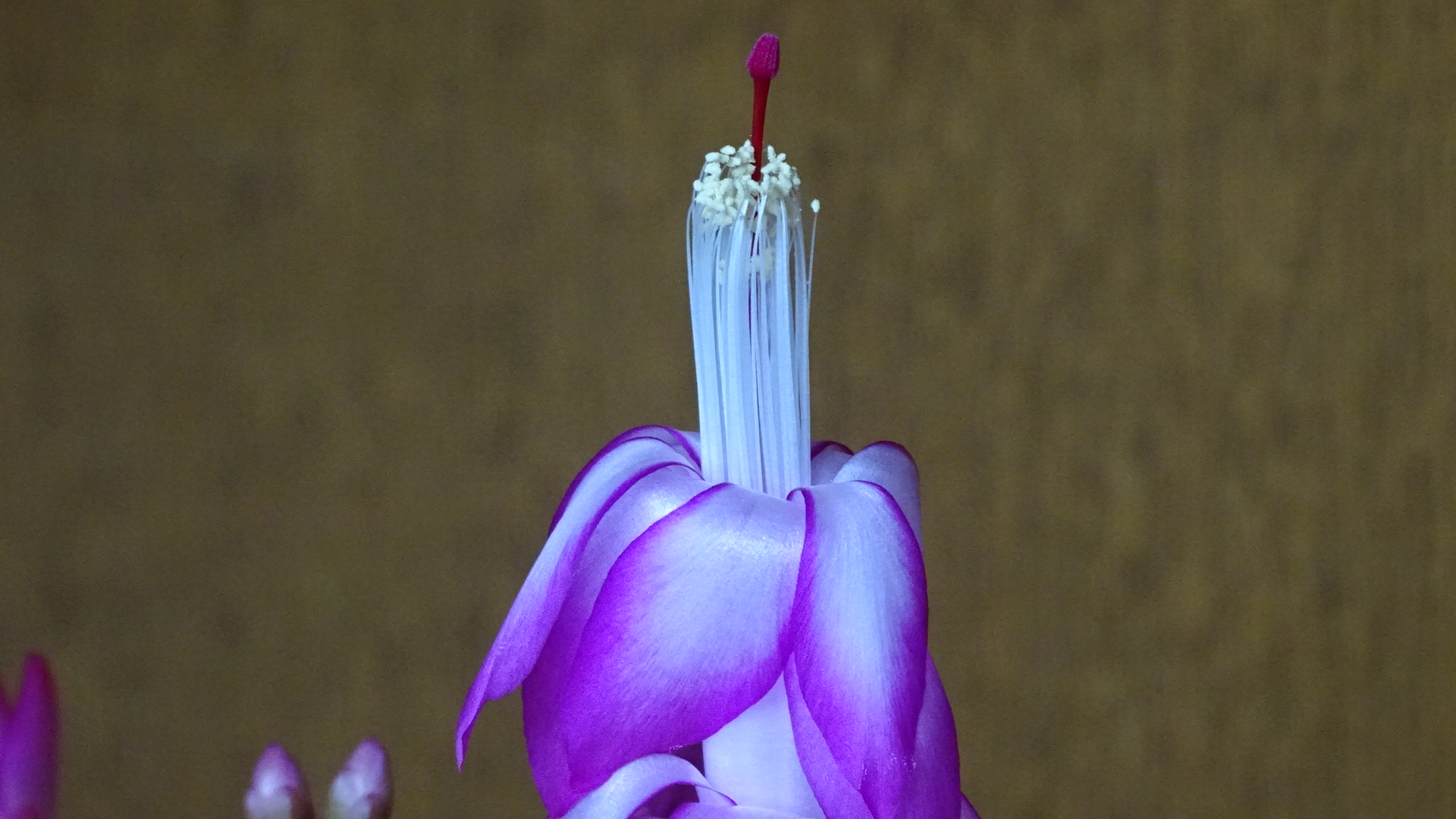 Weihnachtskaktusblüte - wie eine Kerze mit Docht