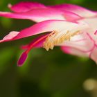 Weihnachtskaktus(Schlumbergera) rosa Blüte