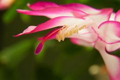 Weihnachtskaktus(Schlumbergera) rosa Blüte